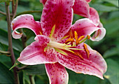 Lily (Lilium Auratum Hyb.) 'Mero Star'