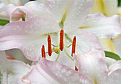 Lilium Auratum Hyb 'Casablanca' (Lilie)