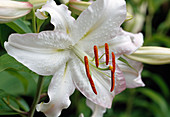 Lilium auratum Hyb 'Casablanca'/ Lilie Bl 01