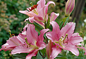Lilium orientalis Hyb (Lilie)