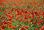 Papaver rhoeas (poppy, poppy field
