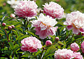 Paeonia lactiflora (Peony Bl 01)