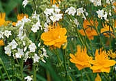 Trollius chinensis 'Golden Queen' (troll flower) and Polemonium caeruleum 'Album' (Jacob's ladder, ladder of heaven)