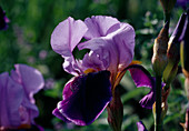 Iris barbata elatior 'Dark Triumph' (Schwertlilie) Bl01