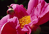 Paeonia lactiflora 'Lady Wolseley' (Pfingstrose)