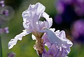 Iris (Iris barbata elatior) 'Lovely Again'