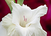 Gladiolus Hyb. (Gladiolen) Bl 01