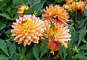 Dahlia Hyb 'Gallery Pablo' / Dekorative Dahlie Bl 01