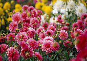 Dahlia hortensis 'Marianne Strauß' (Dahlie)