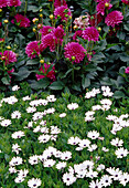 Dahlia hybr. (ornamental dahlias) and Osteospermum 'Impassion White' (cape basket)