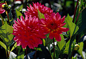 Dahlia Hyb 'Karma Fuchsiana' (Decorative dahlia)