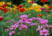 Cosmos bipinnatus Sonata 'Pink' (Schmuckkörbchen), Zinnia elegans (Zinnien) Bl. 01