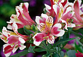 Alstroemeria x hybrida Jazze mix (Inca lily Bl 01)