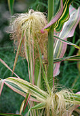 Zea mays japonica, variegated maize, ornamental maize Bl 01