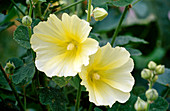 Alcea rosea (Hollyhock)