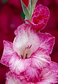 Gladiolus Hyb (Gladiolus)