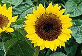 Helianthus annuus (Sonnenblume) Bl01