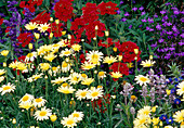 Colourful bed with annuals Argyranthemum (daisies), Verbena (verbena), Lobelia (male chaff) and Salvia farinacea (flour sage)
