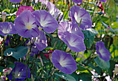 Ipomoea tricolor / Prunkwinde Bl 01