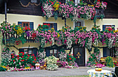 Pelargonium / Geranien, Petunia / Petunien, Bidens / Zweizahn, Argyranthemum / Margeriten, Convolvulus / Blaue Mauritius