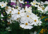 Cosmos bipinnatus 'sonata' (white cosmos)