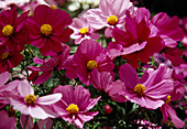 Cosmos bipinnatus 'Sonata' (Jewel Basket Mix)