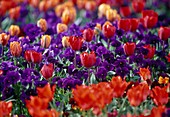 Tulipa (Tulpen rot und orange), Viola wittrockiana (violette Stiefmütterchen)