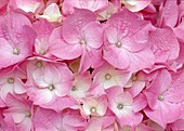 Hydrangea macrophylla (Hortensie)