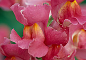 Anthirrhinum (Löwenmäulchen rosa mit gelber Lippe Bl)
