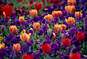 Tulipa (Tulpen rot und orange, Viola wittrockiana (violette Stiefmütterchen)