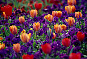 Tulipa (Tulip red and orange, Viola wittrockiana (purple pansy))