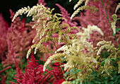 Astilbe (White, red and pink) 02