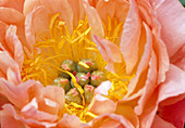 Paeonia 'Coral Sunset' (Pfingstrose) BL02