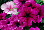 Petunia pink, dark-veined petunia