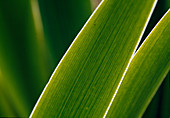 Iris, leaf macro 02