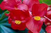 Begonia lorraine Zimmerbegonie rot 02