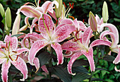 Lilium speciosum pink lily with red spots 02
