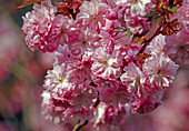 Prunus subhirtella 'Autumnalis' Zierkirsche, Hauptblüte im Frühjahr