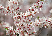 Prunus subhirtella (Ornamental cherry)