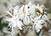 Magnolia stellata (Star magnolia)