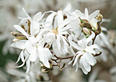 Magnolia stellata (Sternmagnolie)