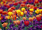 Tulipa (Tulpen) gelb, rot, orange und rot. Viola wittrockiana (Lila Stiefmütterchen)