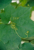 Leaf and tendril of Luffa cylindrica (sponge cucumber) 02
