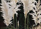 Cortaderia (flowers of pampas grass) Bl