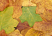 Liriodendron (autumn leaves of the tulip tree)