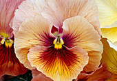 Viola Skyline 'Copperfield' (Pansy)