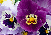 Viola wittrockiana (Pansy)