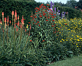 Kniphofia x-Hybride