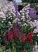 Penstemon, Salvia Nemorosa, Campanula Lactiflora