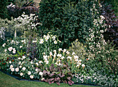 White border with roses, lilies, iris, lupins